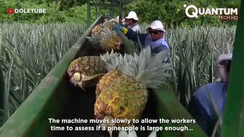 Harvesting the Most Delicious Pineapples in the World | Exotic Fruit Plantation