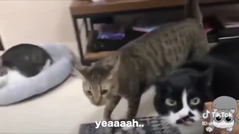 Funny talking cats