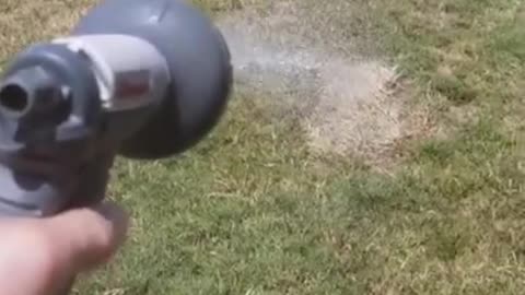 Funny dog video training