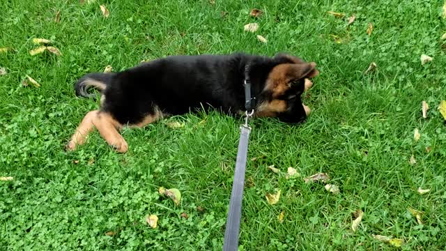GSD Jake 10.5 weeks