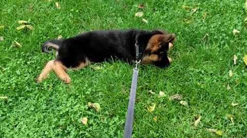 GSD Jake 10.5 weeks