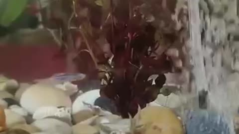 TRY NOT TO LAUGH 😆 Best Funny Videos Compilation 😂😁😆