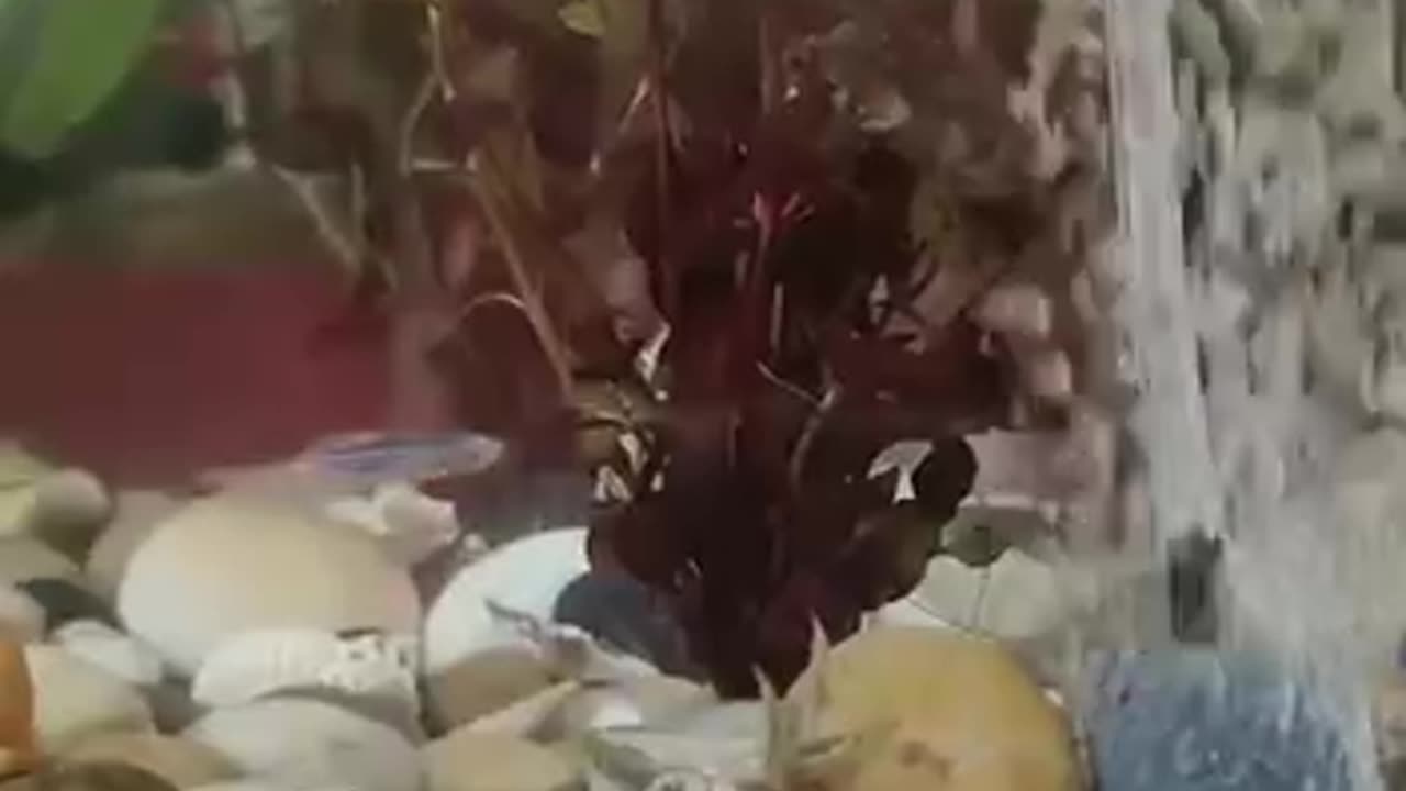 TRY NOT TO LAUGH 😆 Best Funny Videos Compilation 😂😁😆