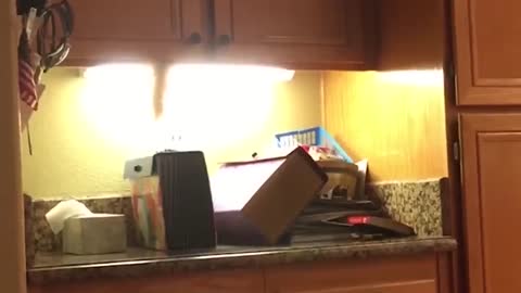Funny CATS & DOGS - If it wasn't filmed, no one would believe it