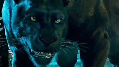 Lion Vs tiger Vs painther #rumble #short