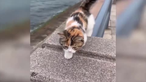 Cat Balances and Receives Applause Funny Video - Funny Animals