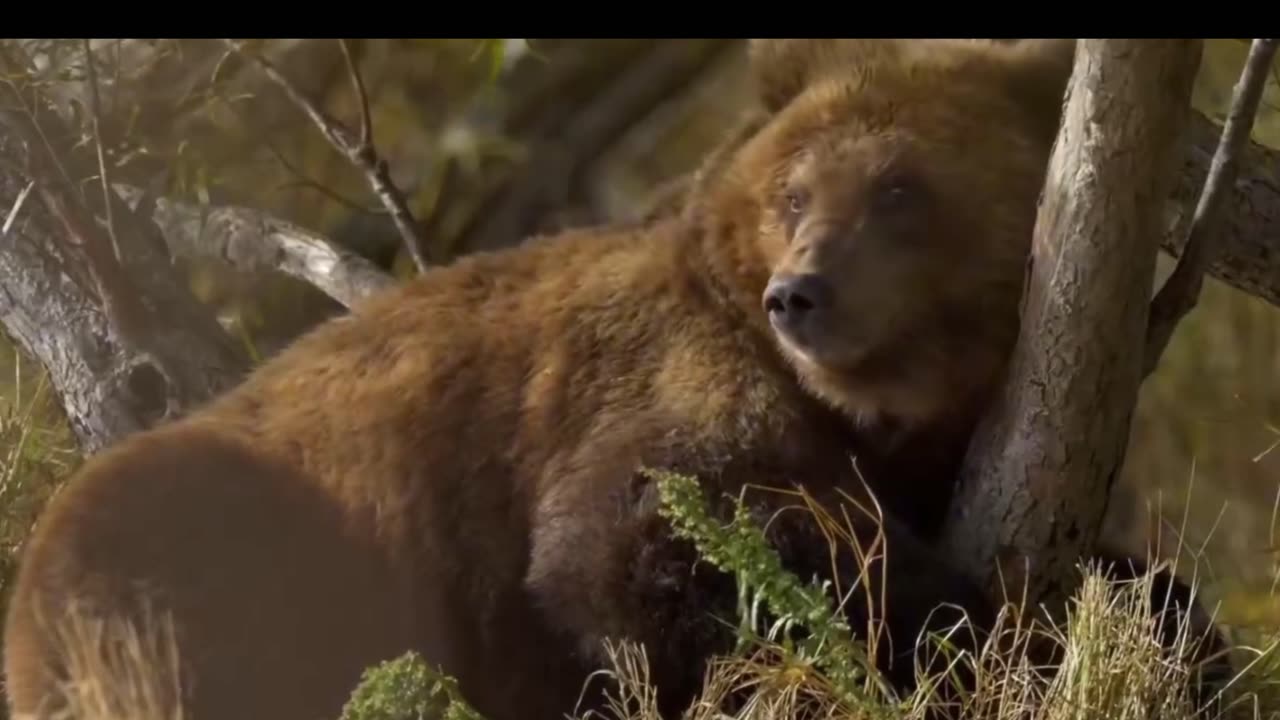 Bear cubs' peaceful wild life