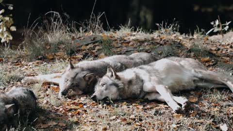 Cinematic & Peaceful - Wolves in Autumn | Christian Wolter Photography