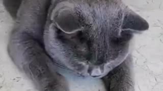 Funny Cat Clip 2023 #shorts