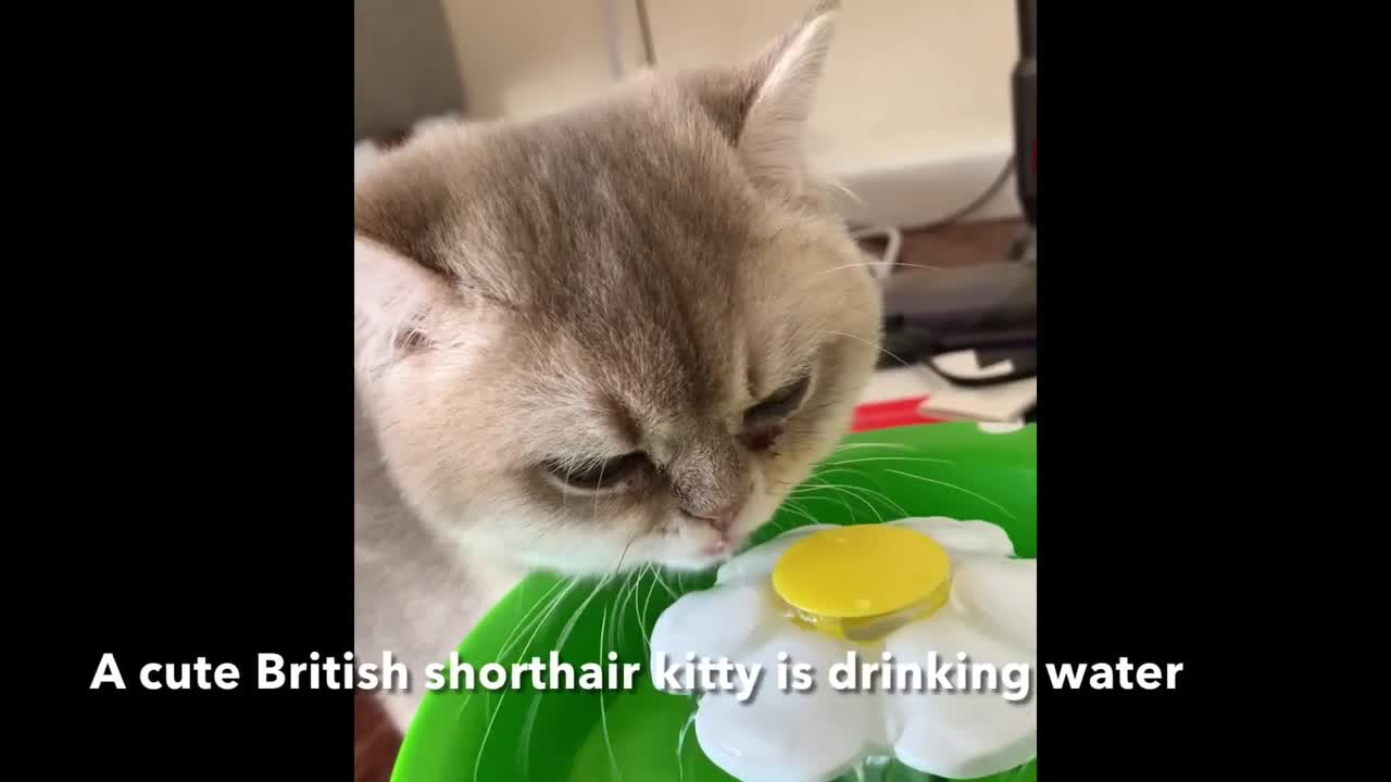 A cute British shorthair cat is drinking