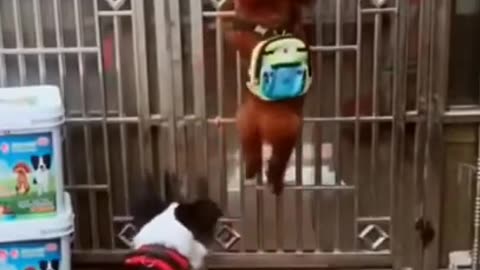 Funny Pets💯