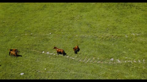 wildlife amazes me exciting