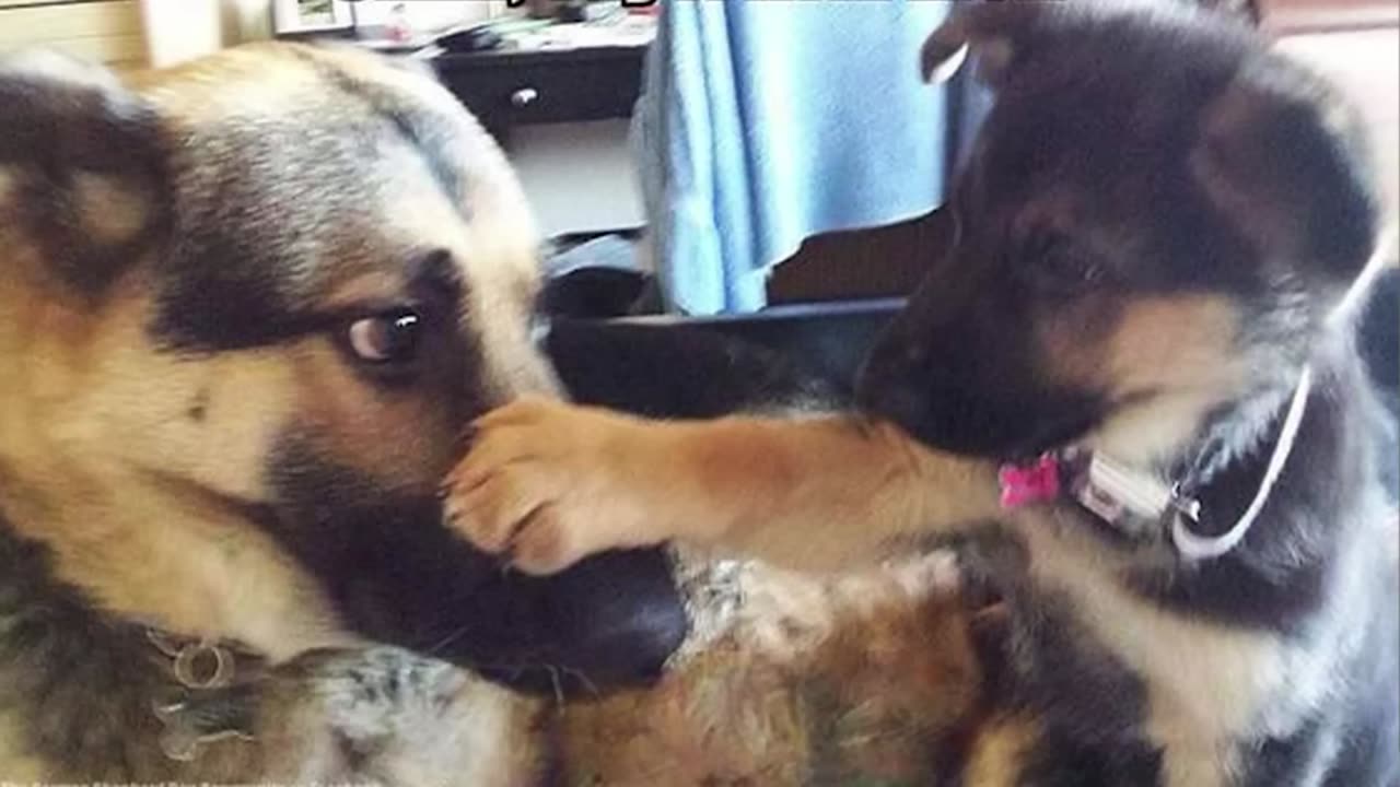 Funniest animal videos