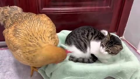 Hens are so bad! The hen wants to sleep with the kitten. Kitten is angry 💢Cute and interesting