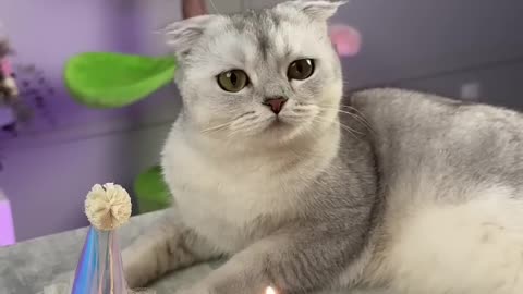 Birthday cat
