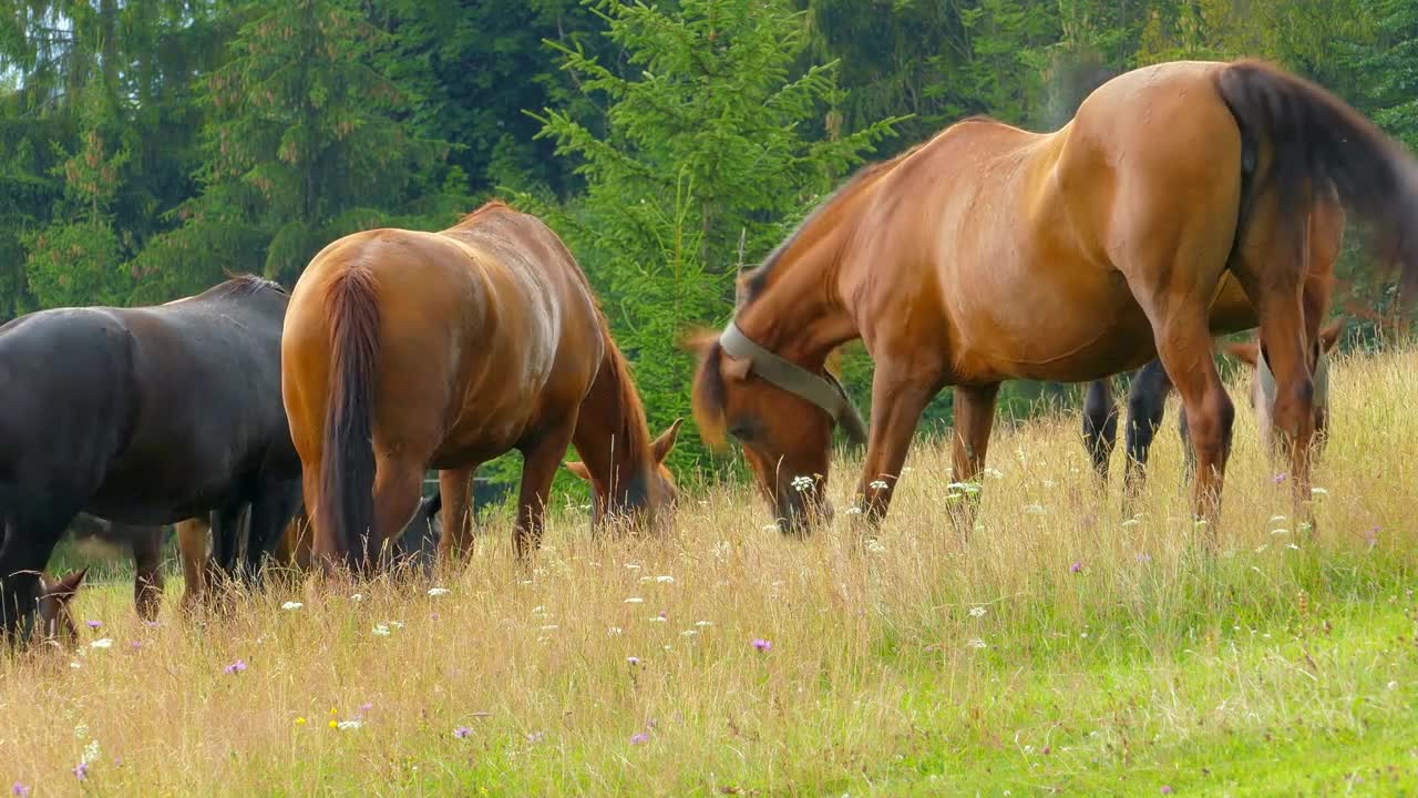 A herd of horses grazing on mountain pasture