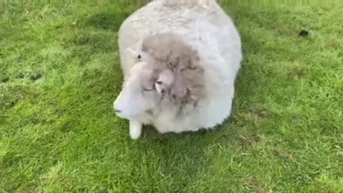 If you find a sheep on its back, ewe should help it to its feet 😱