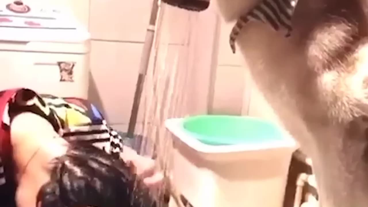 Funny animals video | Funniest Cats - Don't try to hold back