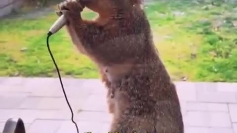 Squirrel Power