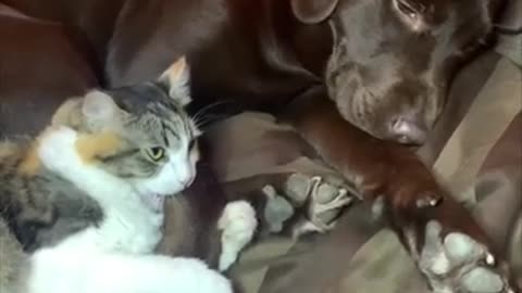 Sleeping Dog Wakes up Cuddling With Cat