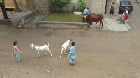 Terrace Fun 2020: Efah & Maha + Umer & Maryam with Goats! 🌟👶🐐