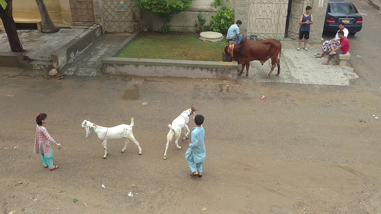 Terrace Fun 2020: Efah & Maha + Umer & Maryam with Goats! ππΆπ