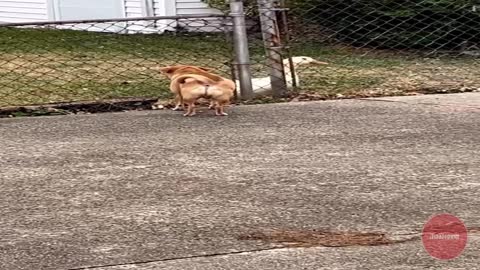 Funny Dogs