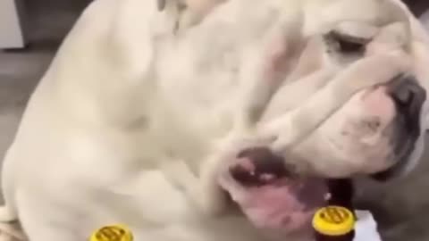 Incredibly hilarious animal moments #20