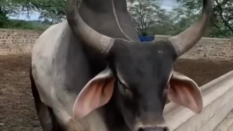 Bull voices😍🤣