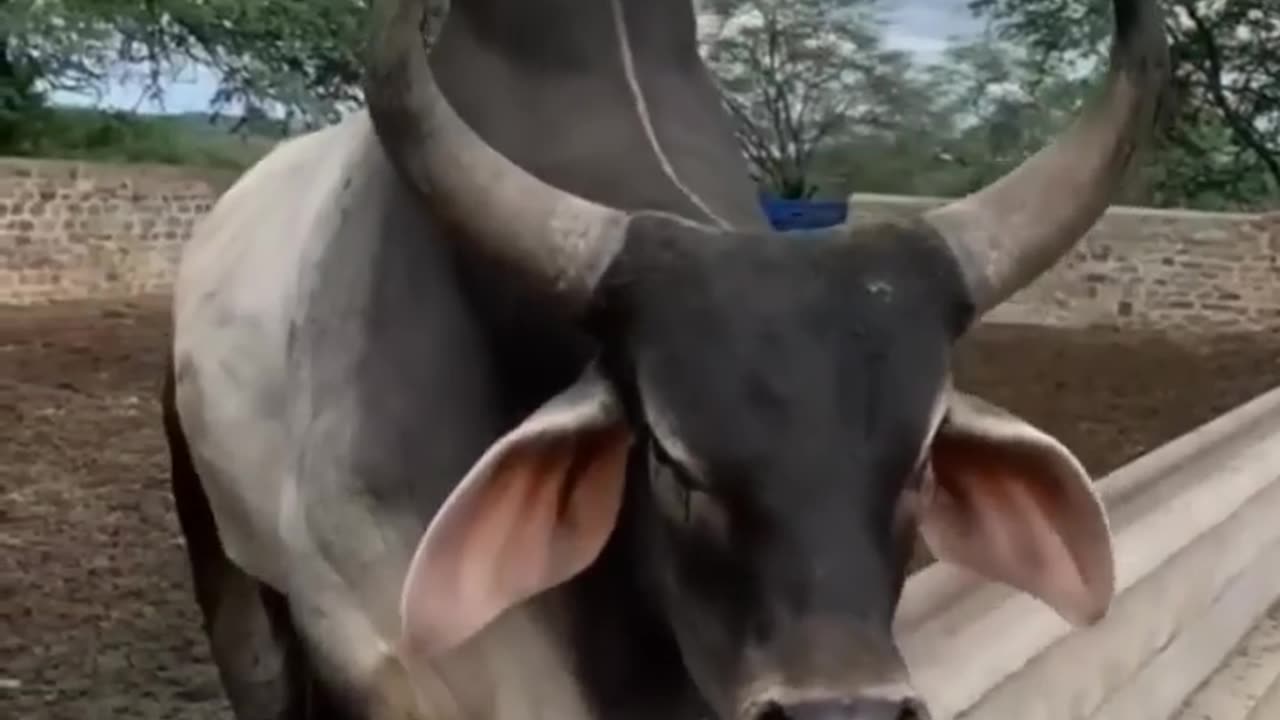 Bull voices😍🤣