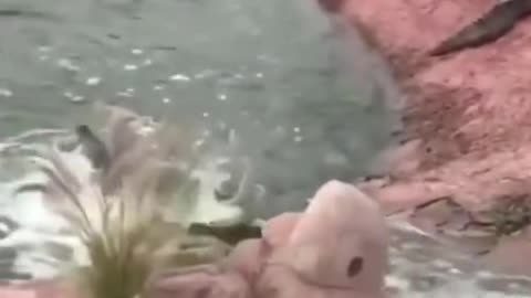 A little fun for the crocodile🤣🤣