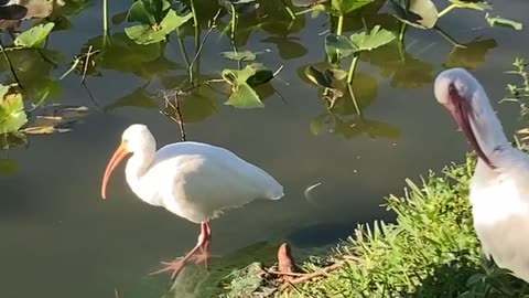 American white ibis very up close and personal video