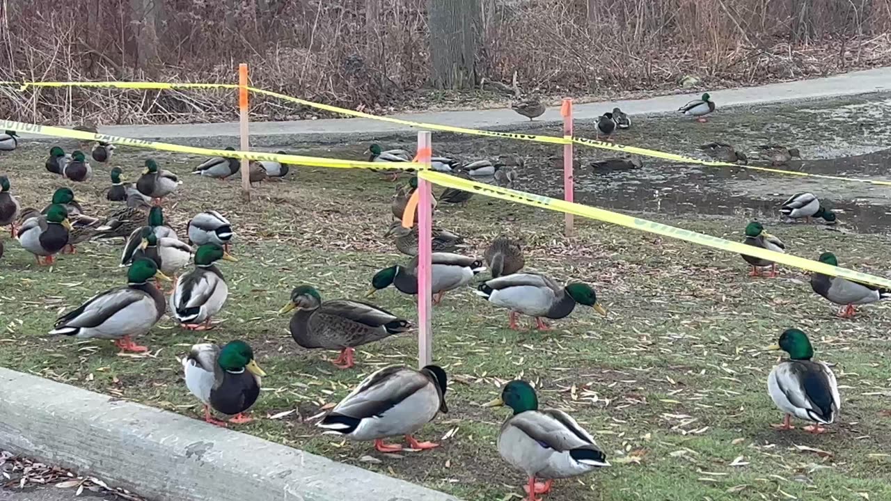Mallard 🦆 James Gardens pond