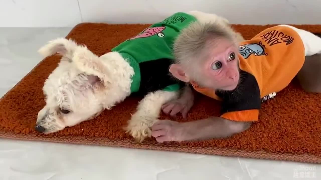 Dù chú chó dành đồ chơi của mình nhưng chú khỉ vẫn thương nó
