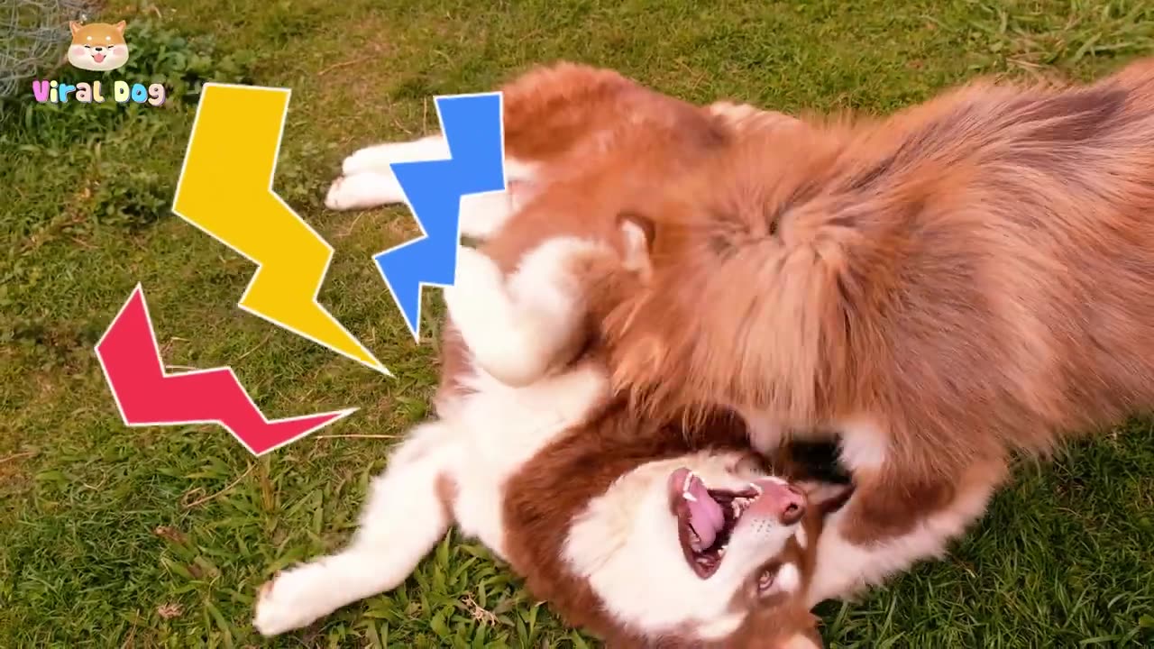 Dogs and Puppies Beautiful Animal Footage - NaughtyCompanions