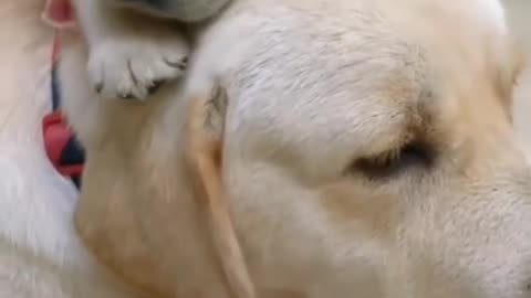 Dog video