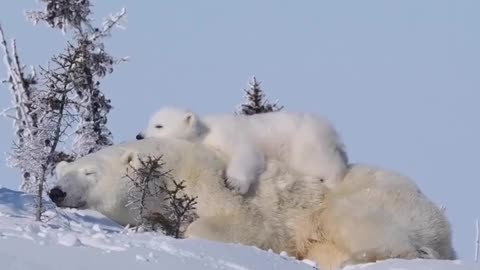 Cocoa Cola🥤 and a Polar bear 🐻‍❄️ #nature#bear#mother#love