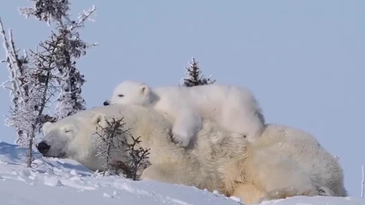 Cocoa Cola🥤 and a Polar bear 🐻❄️ #nature#bear#mother#love