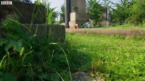 Wild Hamster Has A Graveyard Feast | Seven Worlds, One Planet | BBC Earth