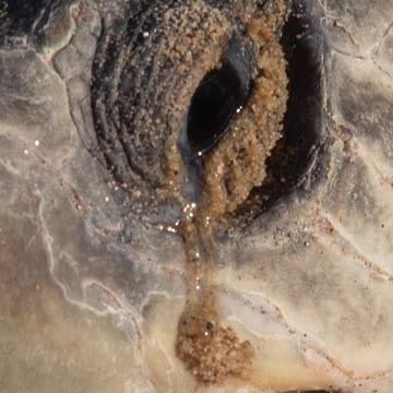 DOES SEA TURTLES CRY? 😭🐢 (Explained)