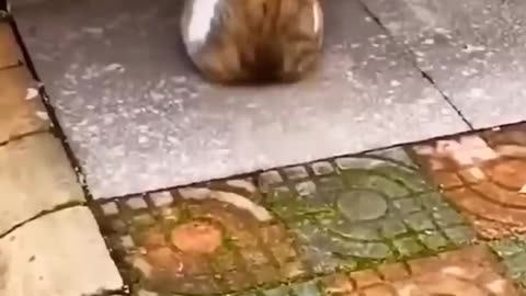 New Funny Videos 2022 😍 Cutest Cats and Dogs 🐱🐶