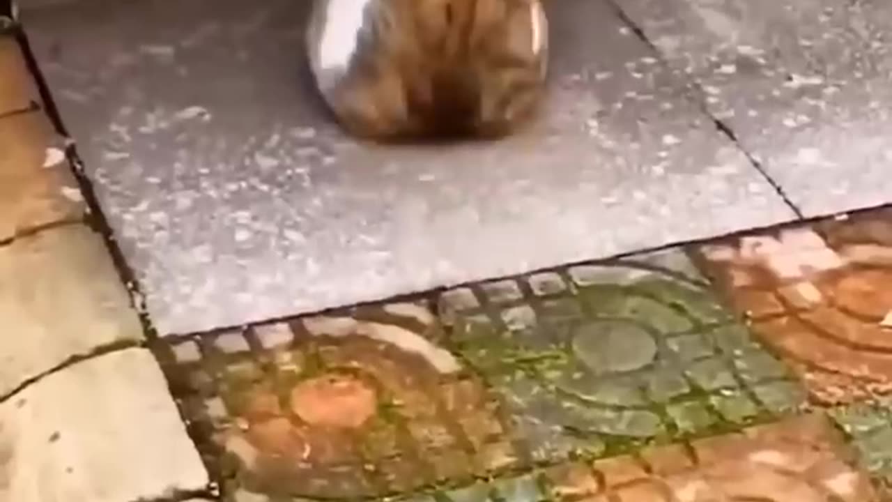 New Funny Videos 2022 😍 Cutest Cats and Dogs 🐱🐶