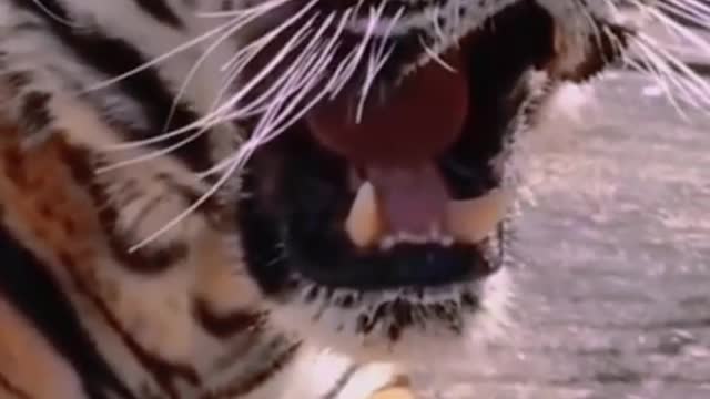 Tiger animal