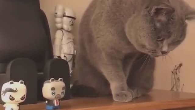 Cute cat 😍😍