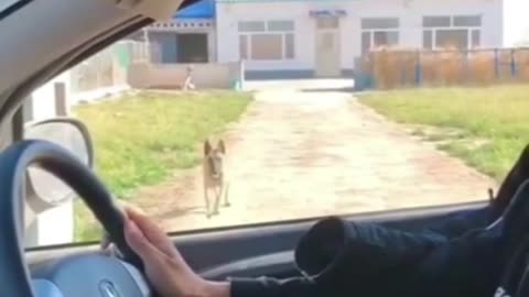 Try not to laugh🤣 Funny animals😹