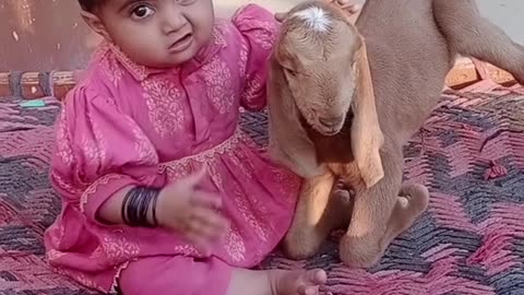Cute baby playing with goat