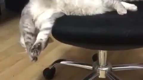 A sleeping cat.