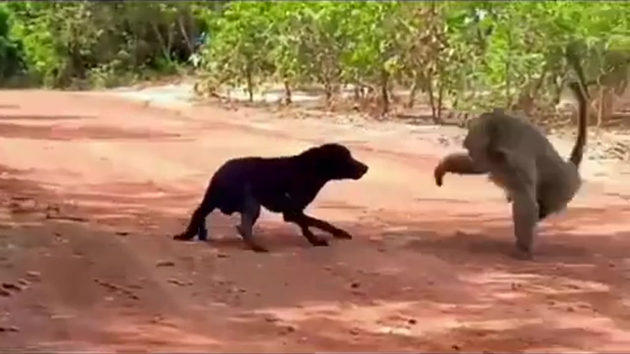 Dog & Mankey