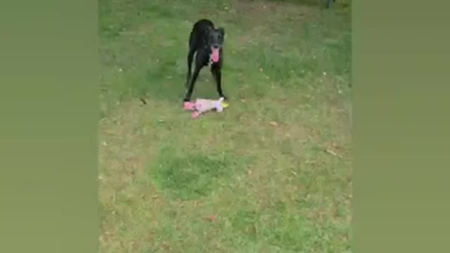 Rock dog very interest video best video