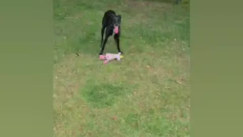 Rock dog very interest video best video